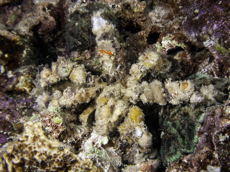 Camposcia retusa